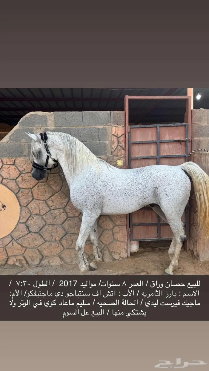 حصان وراق للبيع 1