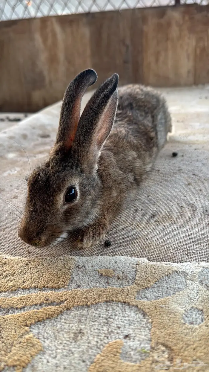 ارانب للبيع 1