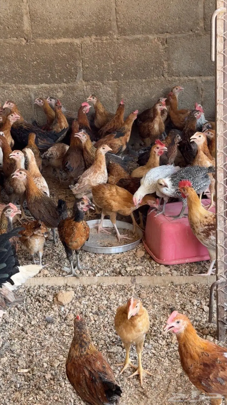 فروخ دجاج 2