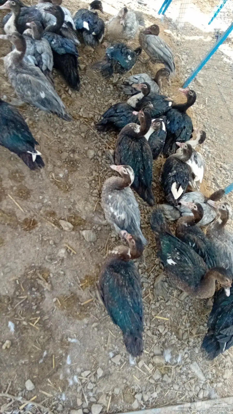 بط بلدي 1