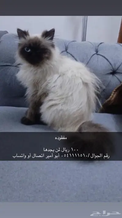 قطة مفقودة همالايا حي الرويعات 0