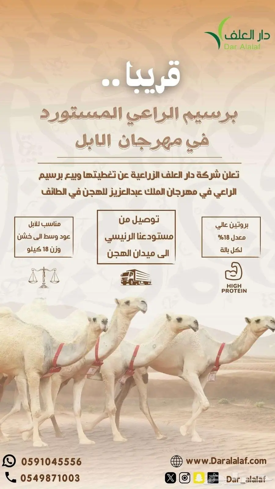 برسيم الراعي في مهرجان الهجن 1
