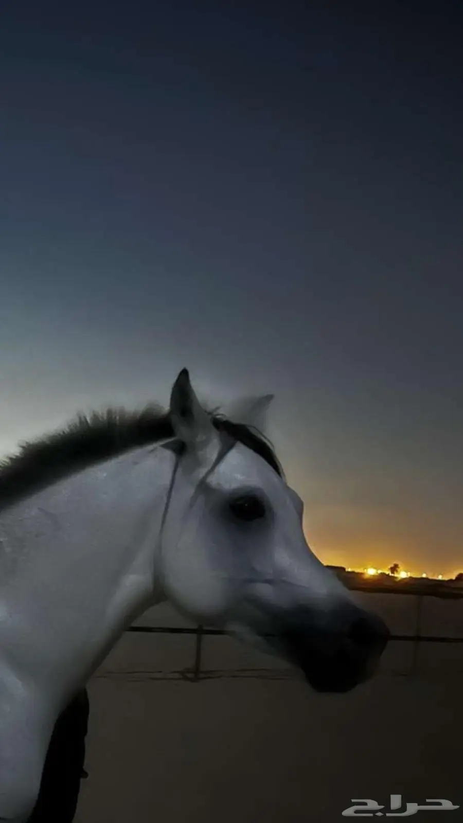 حصان واهو 2