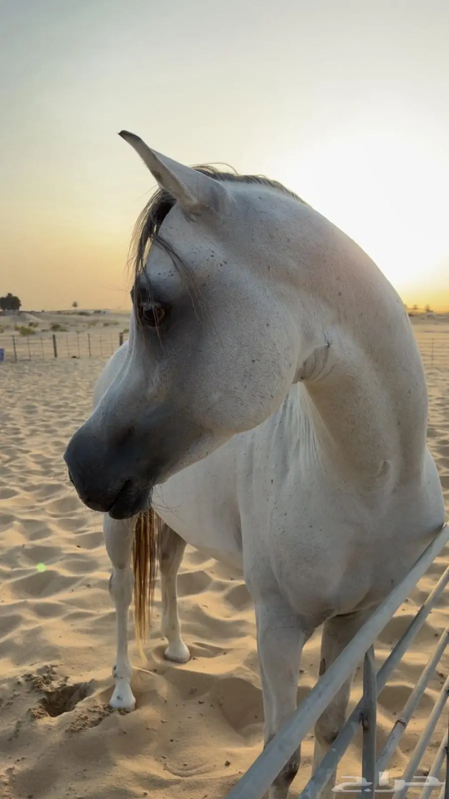 حصان واهو 0