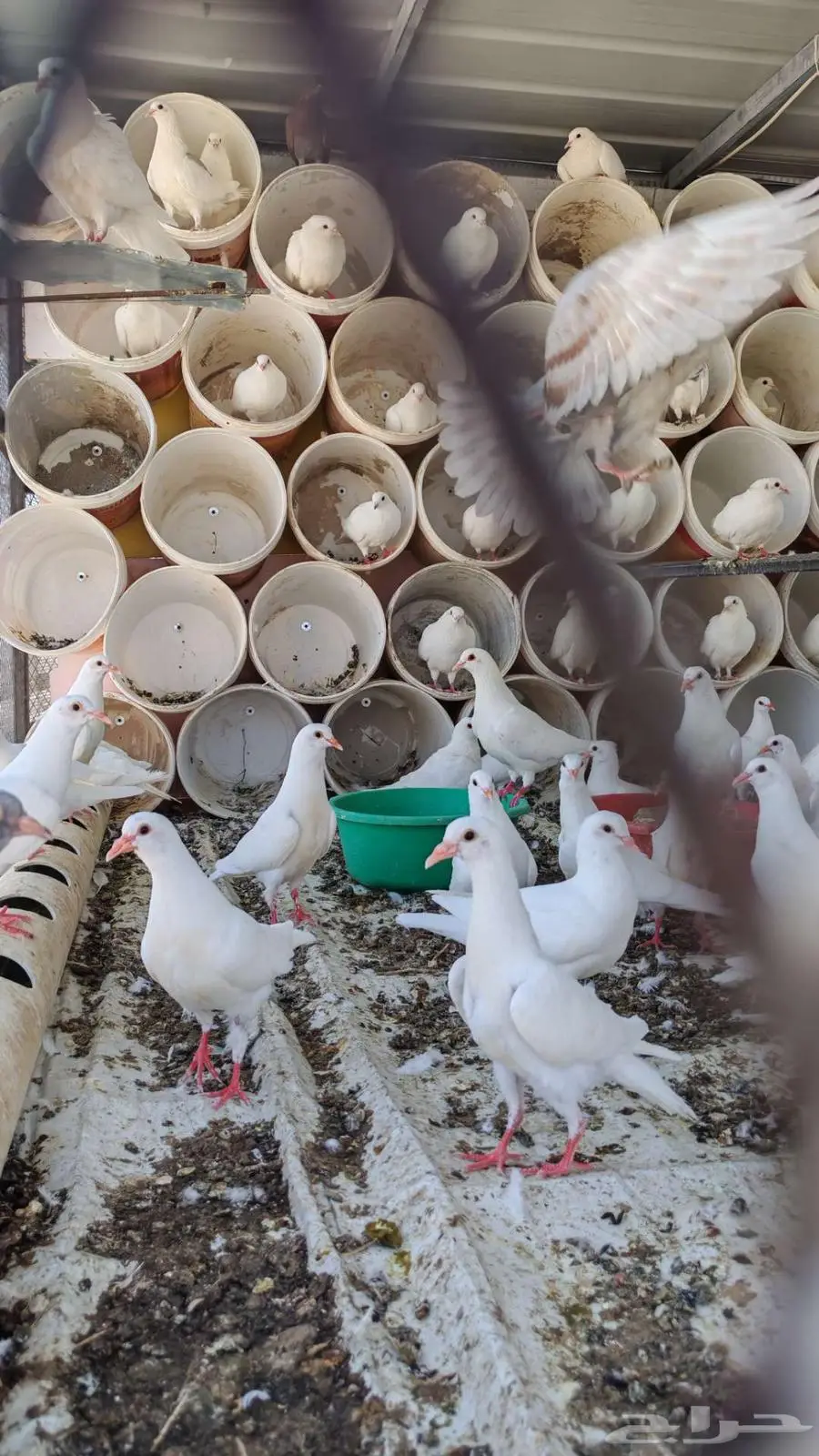 حمام فرنسي للبيع الطائف السيل 0