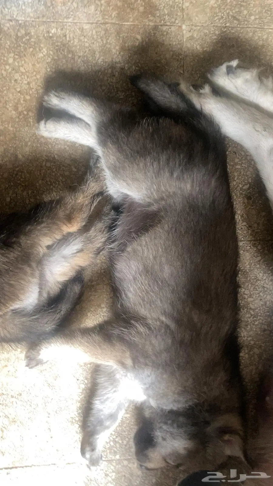 جرو كلب الذئب wolf dog 0