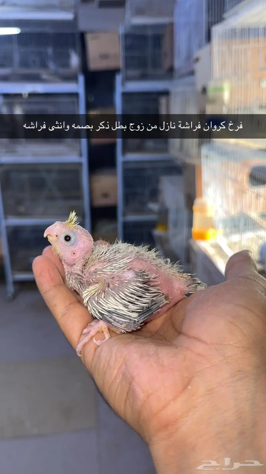 فروخ كروان مستويات طيبة 1