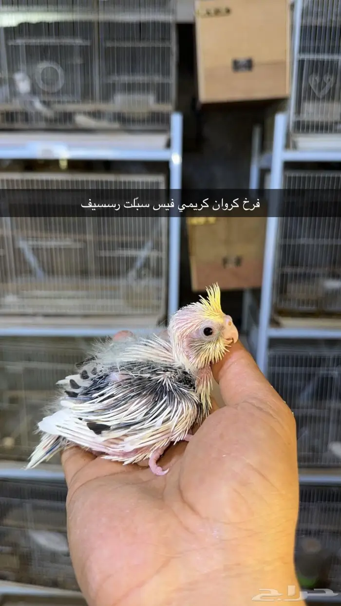فروخ كروان مستويات طيبة 3