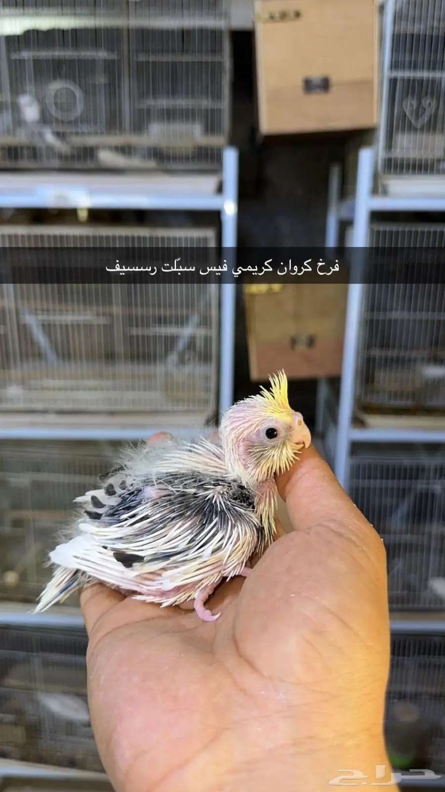 فروخ كروان مستويات طيبة 3