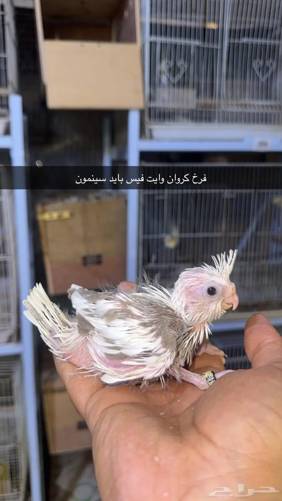 فروخ كروان مستويات طيبة 4