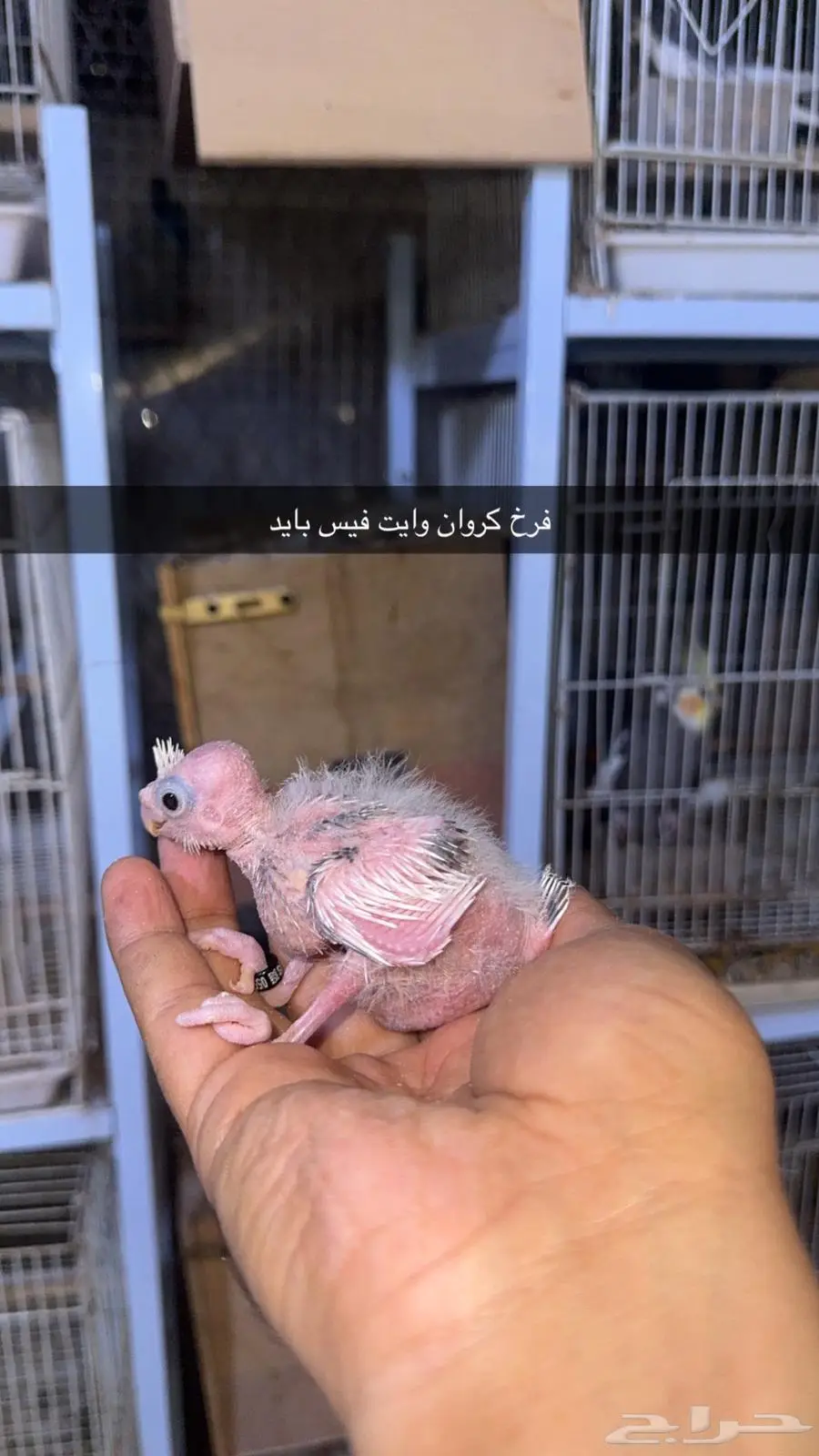 فروخ كروان مستويات طيبة 5