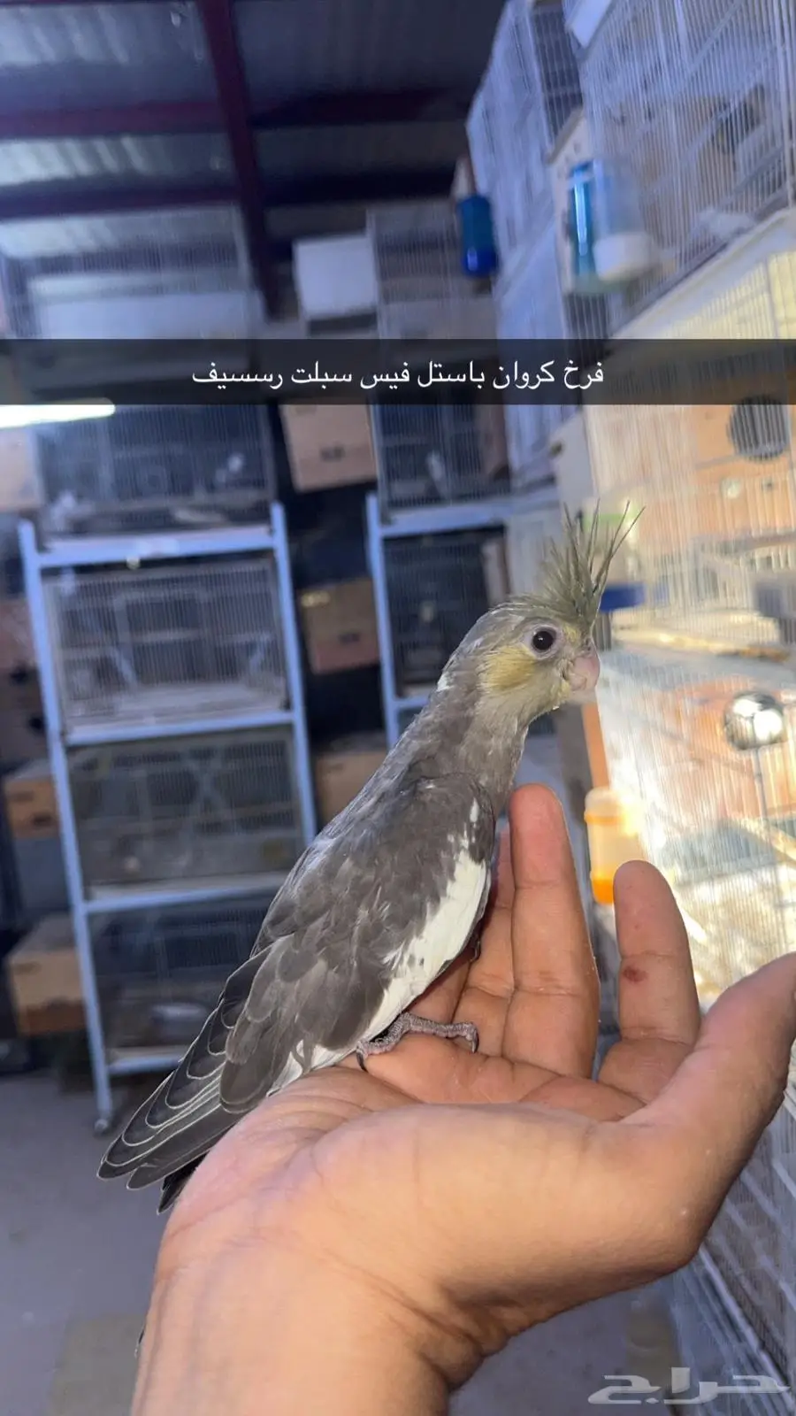 فروخ كروان مستويات طيبة 6