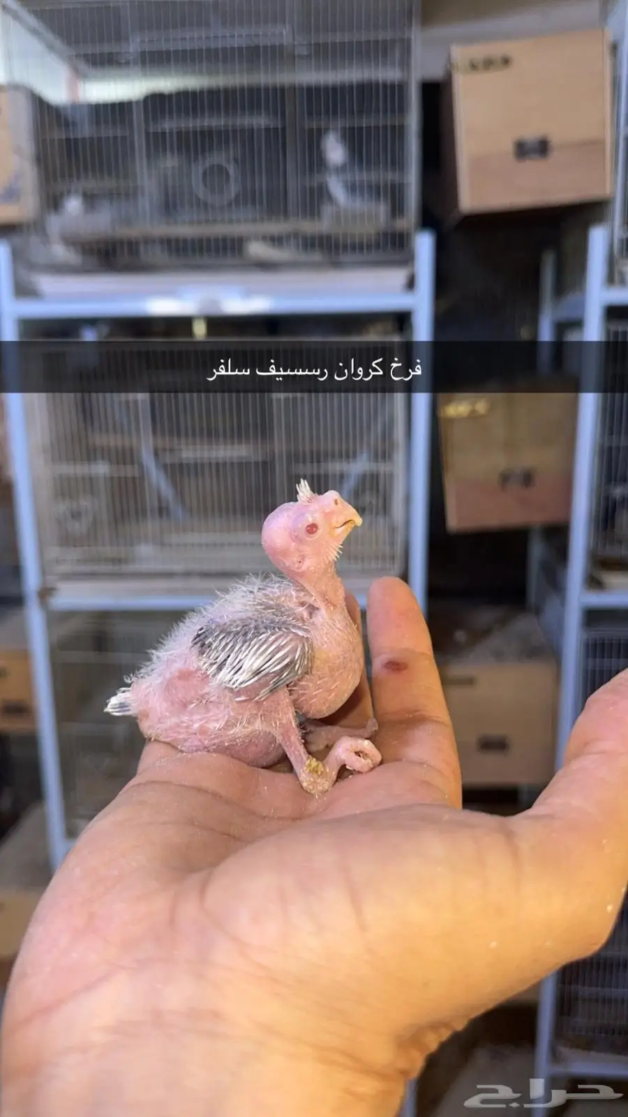 فروخ كروان مستويات طيبة 7