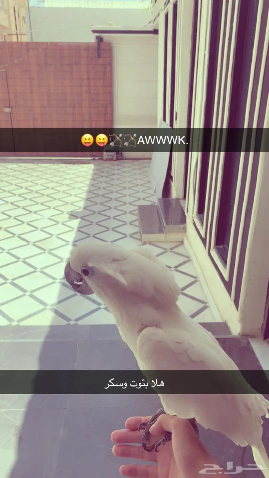 السلام عليكم بغباء كوكاتو أليف عنده بوسه على السوم 2