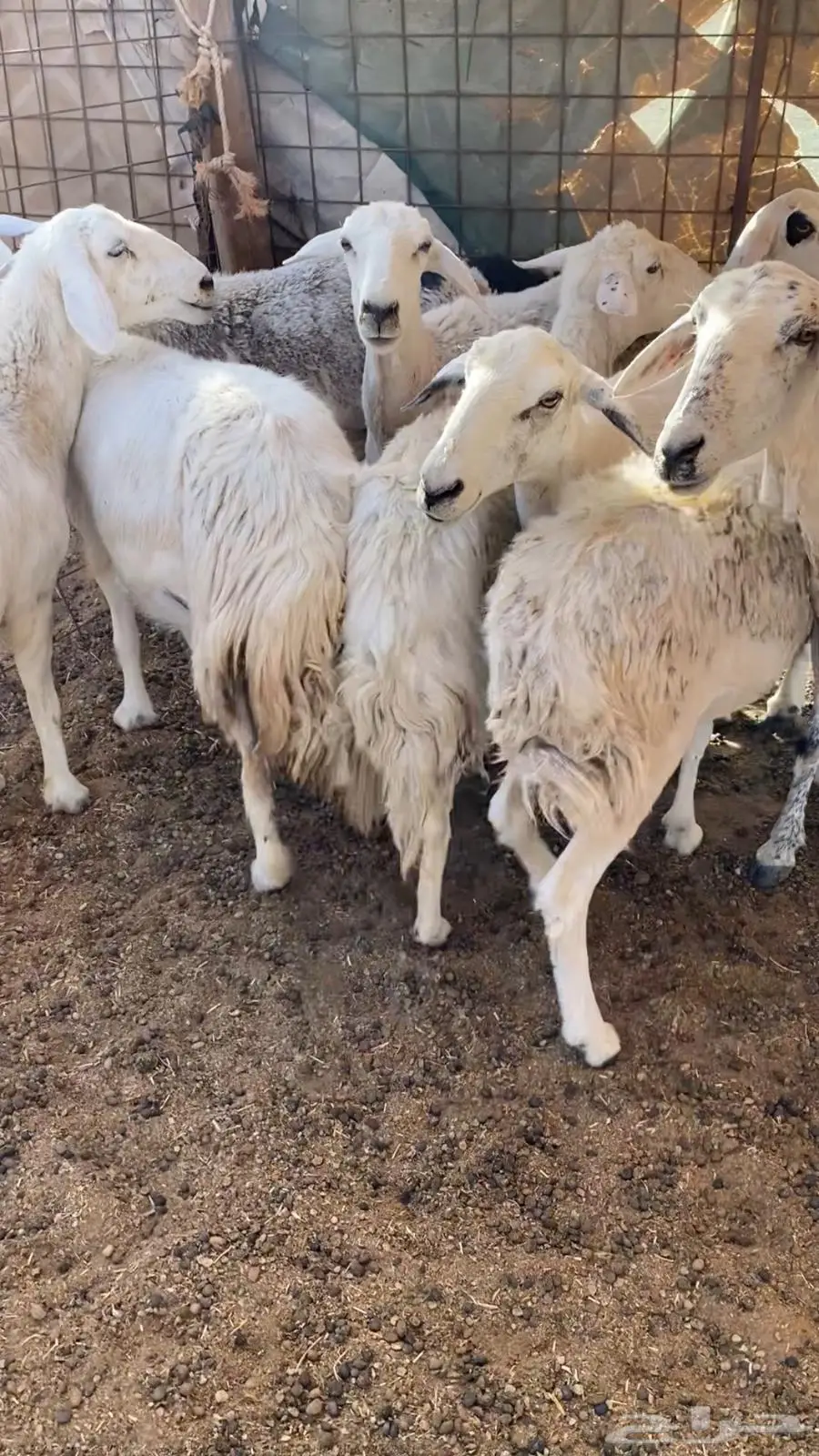 ضان للبيع 0