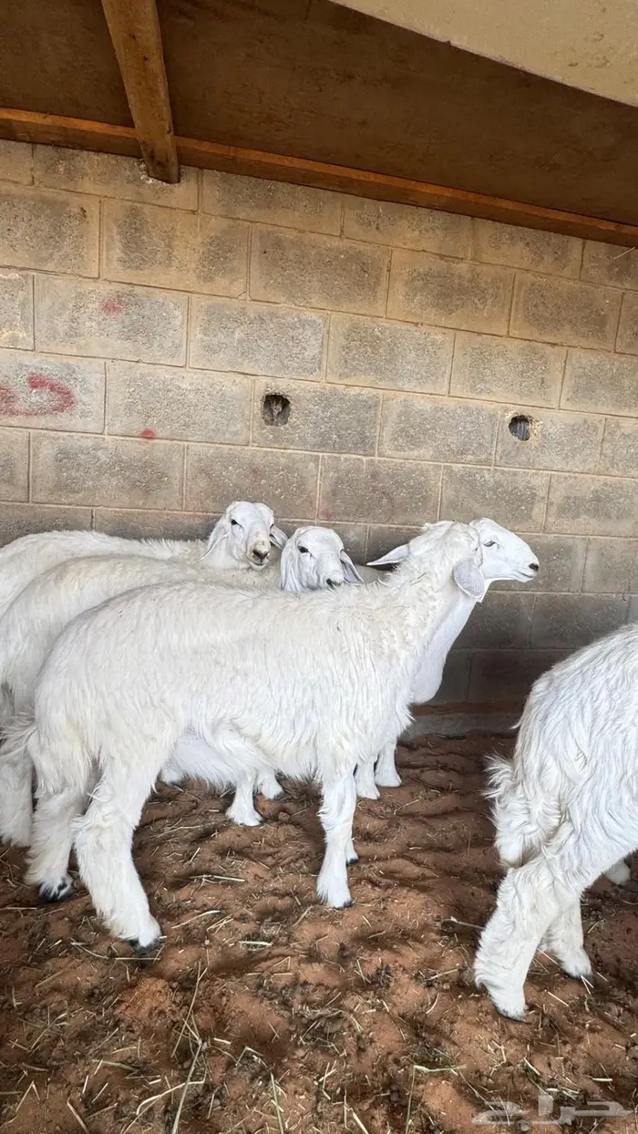 العبدالله للذبايح 4