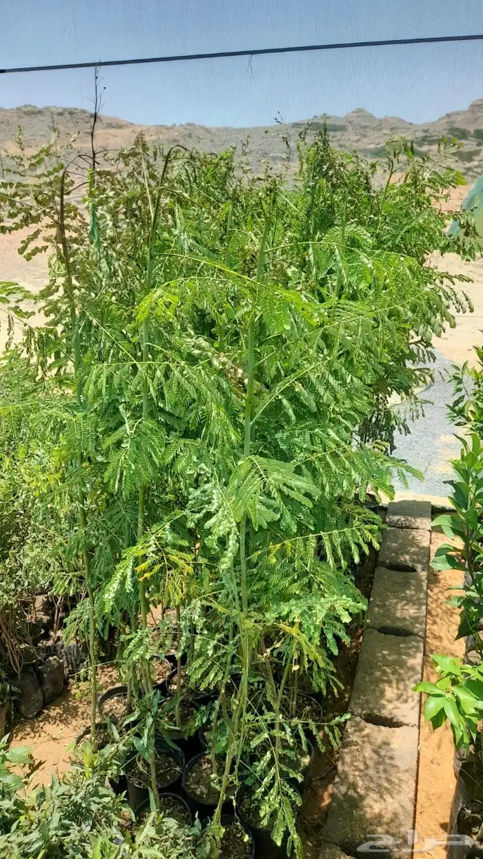 شتلات نيم وبنسيانا واشجار زينه 0