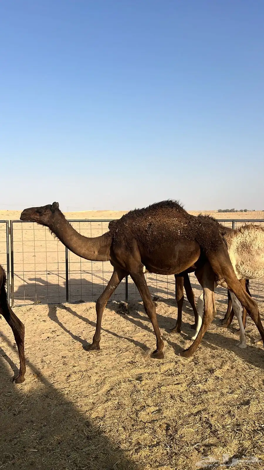 حشو للبيع مفاريد طيبة 2