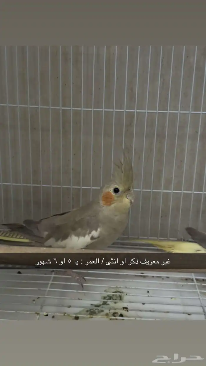 طيور الكروان ( كوكتيل ) 0