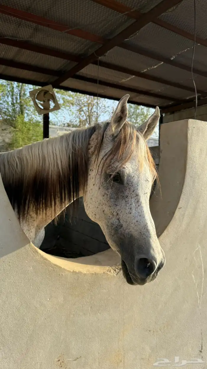 خيل شعبي اسم صاهود 1