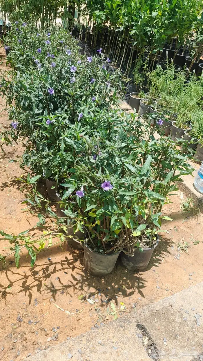 شتلات نيم وبنسيانا واشجار زينه 3