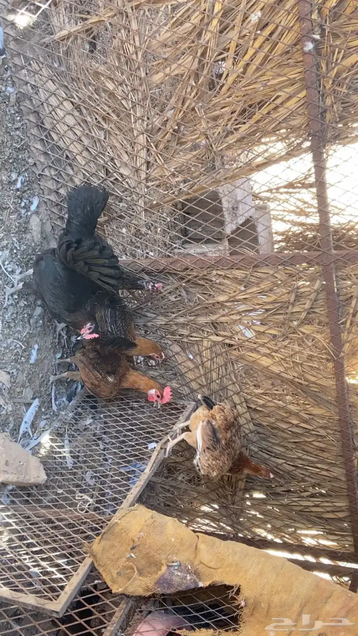 دجاج بياض بلدي للبيع. على السوم 300  بيع 350  جمله 3