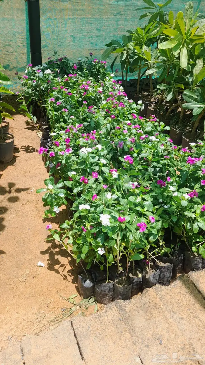 شتلات نيم وبنسيانا واشجار زينه 2