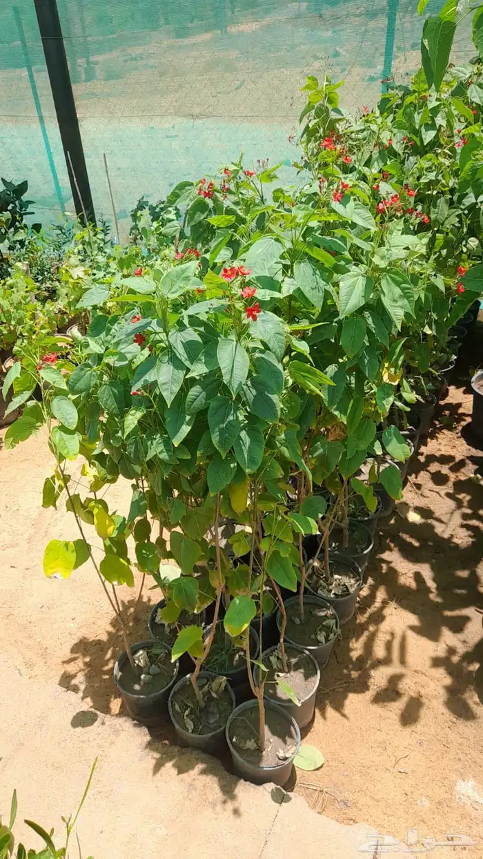 شتلات نيم وبنسيانا واشجار زينه 1