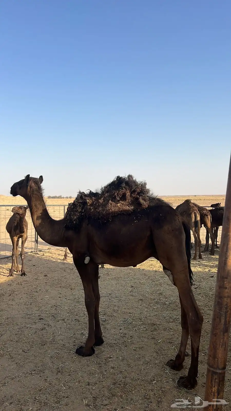 حشو للبيع مفاريد طيبة 1