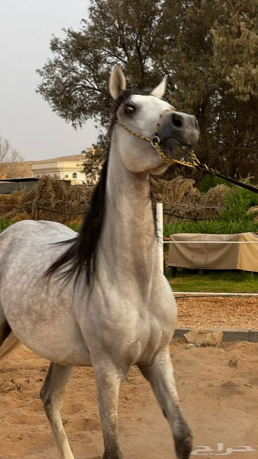 فرس واهو 6