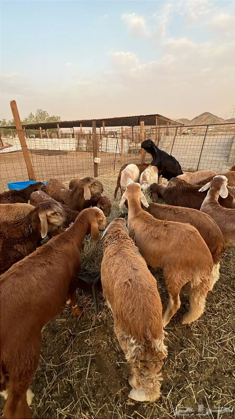 طليان 1