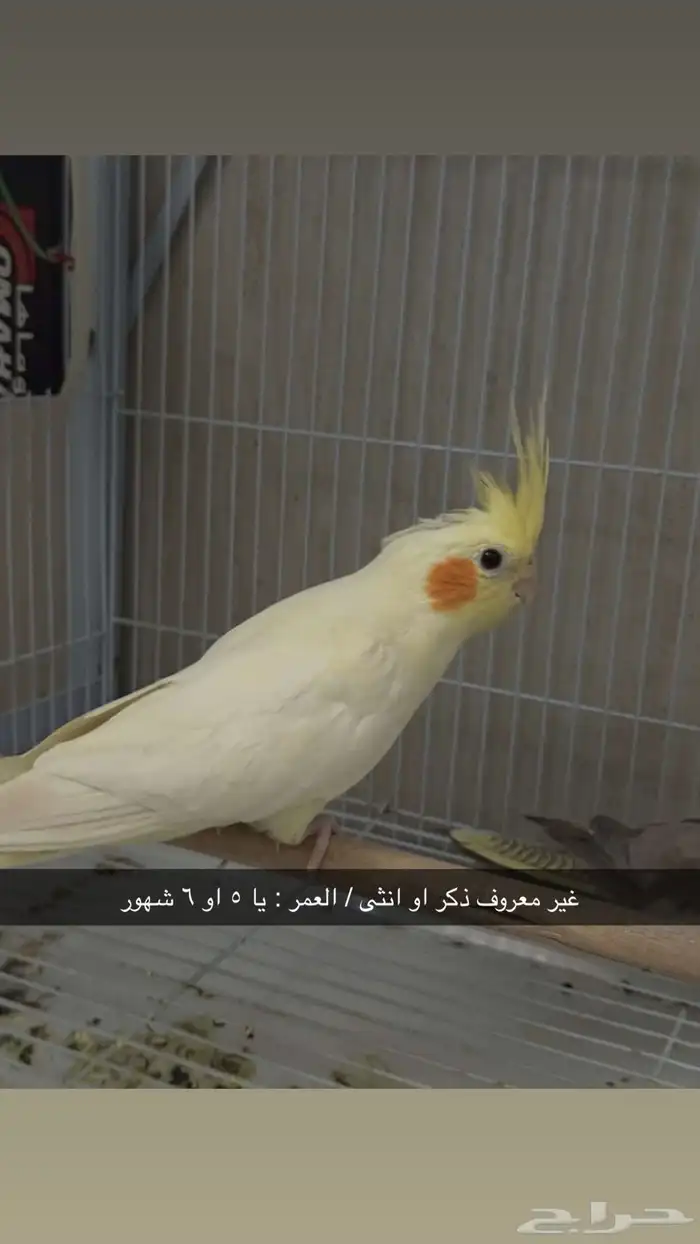 طيور الكروان ( كوكتيل ) 1