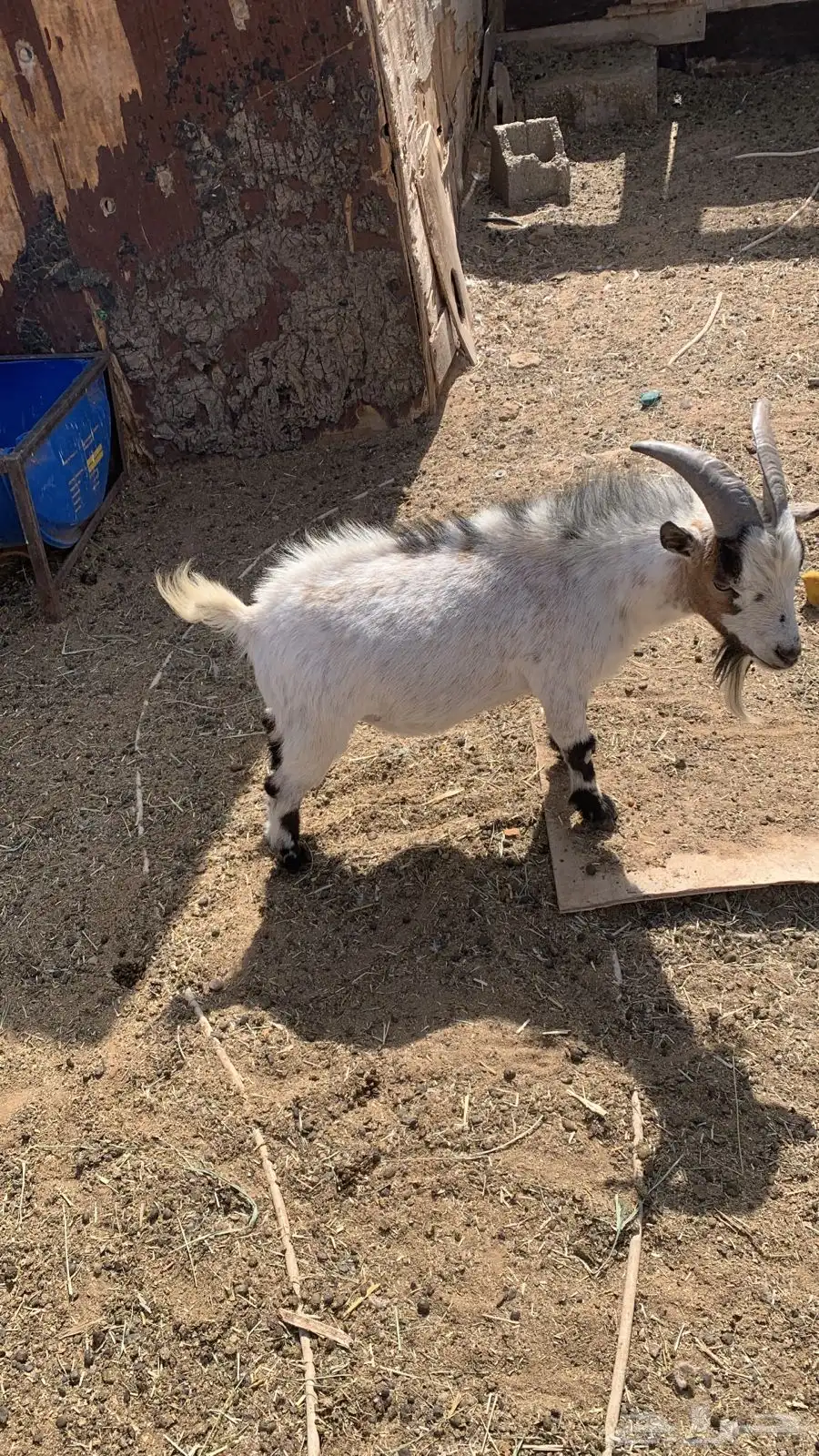 قزميات جنوبي امريكي 0