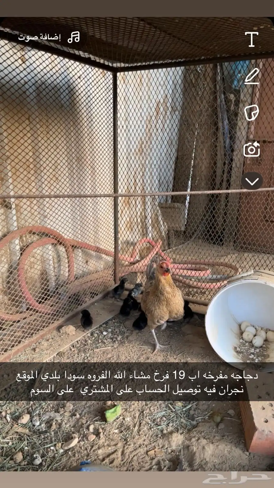 سلام عليكم موجود من الفاخر دجاجه بلدي معها 19 فرخ للبيع 2