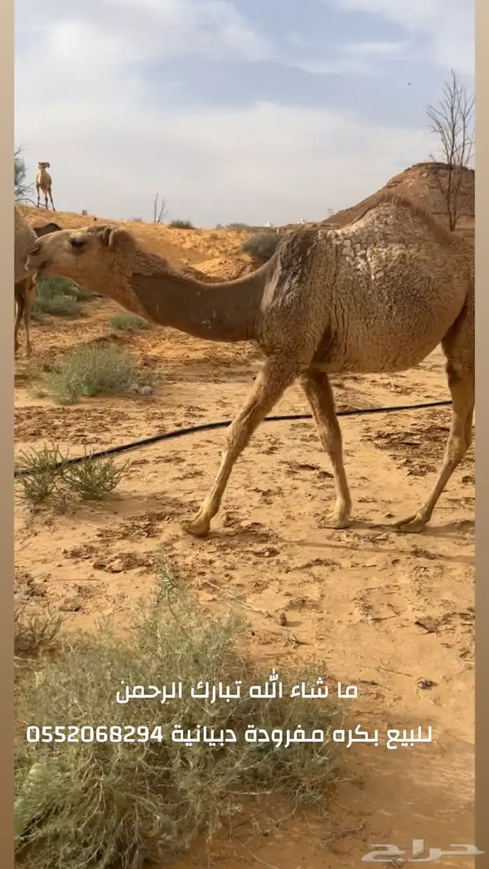 بكرة مفرودة دبيانية 0