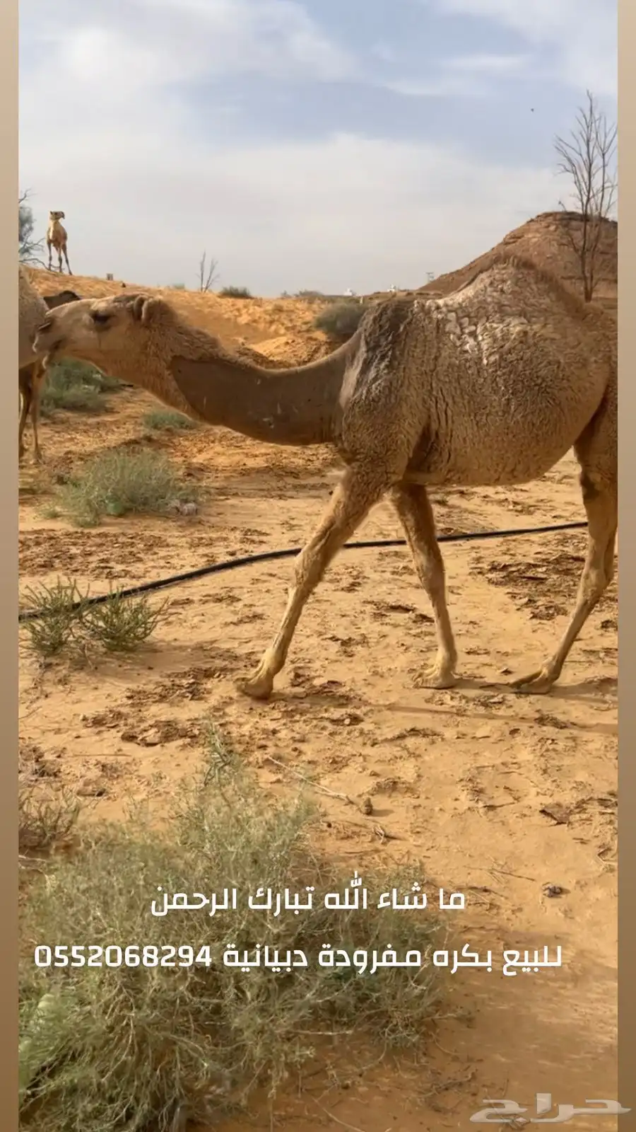 بكرة مفرودة دبيانية 0