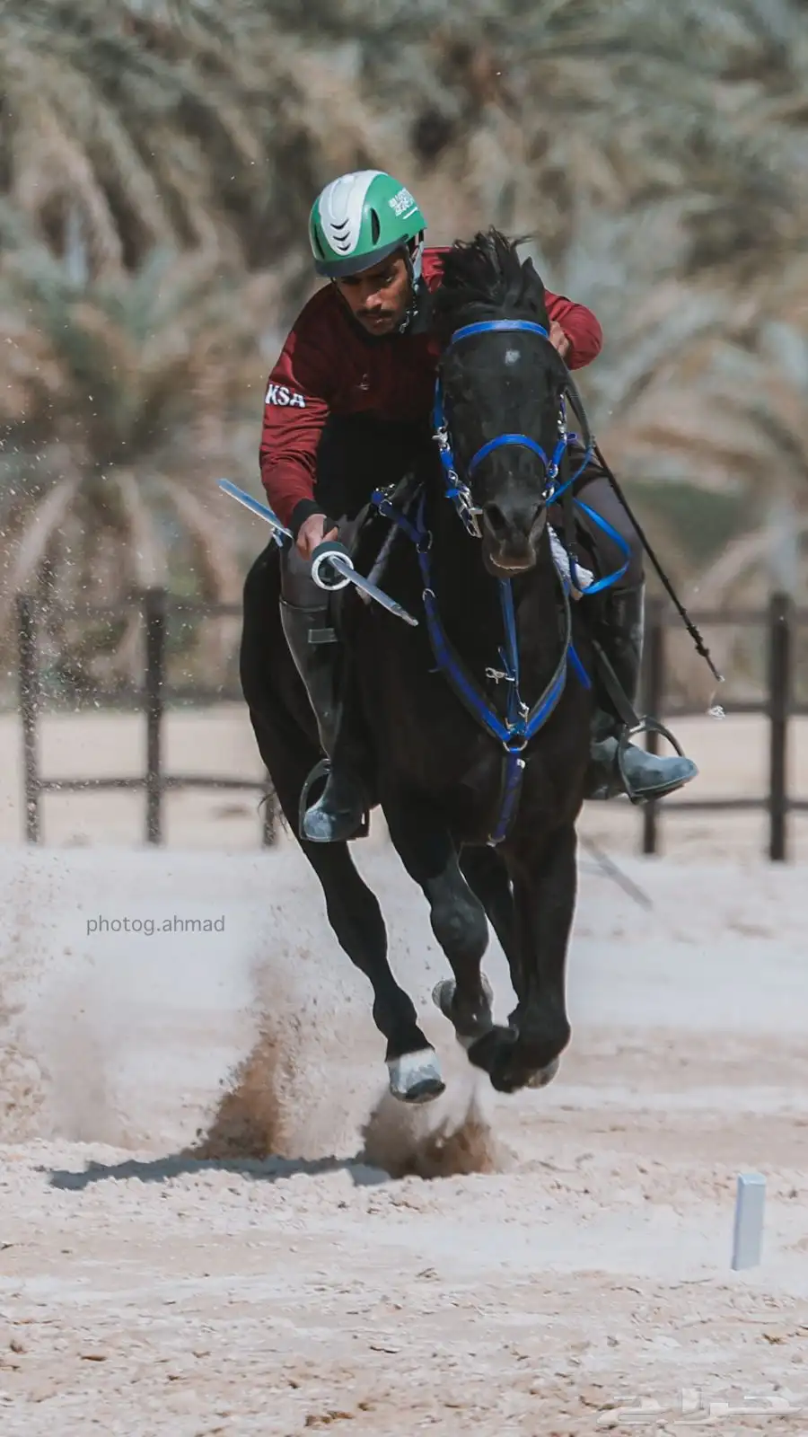 حصان ادهم شيخخ 2