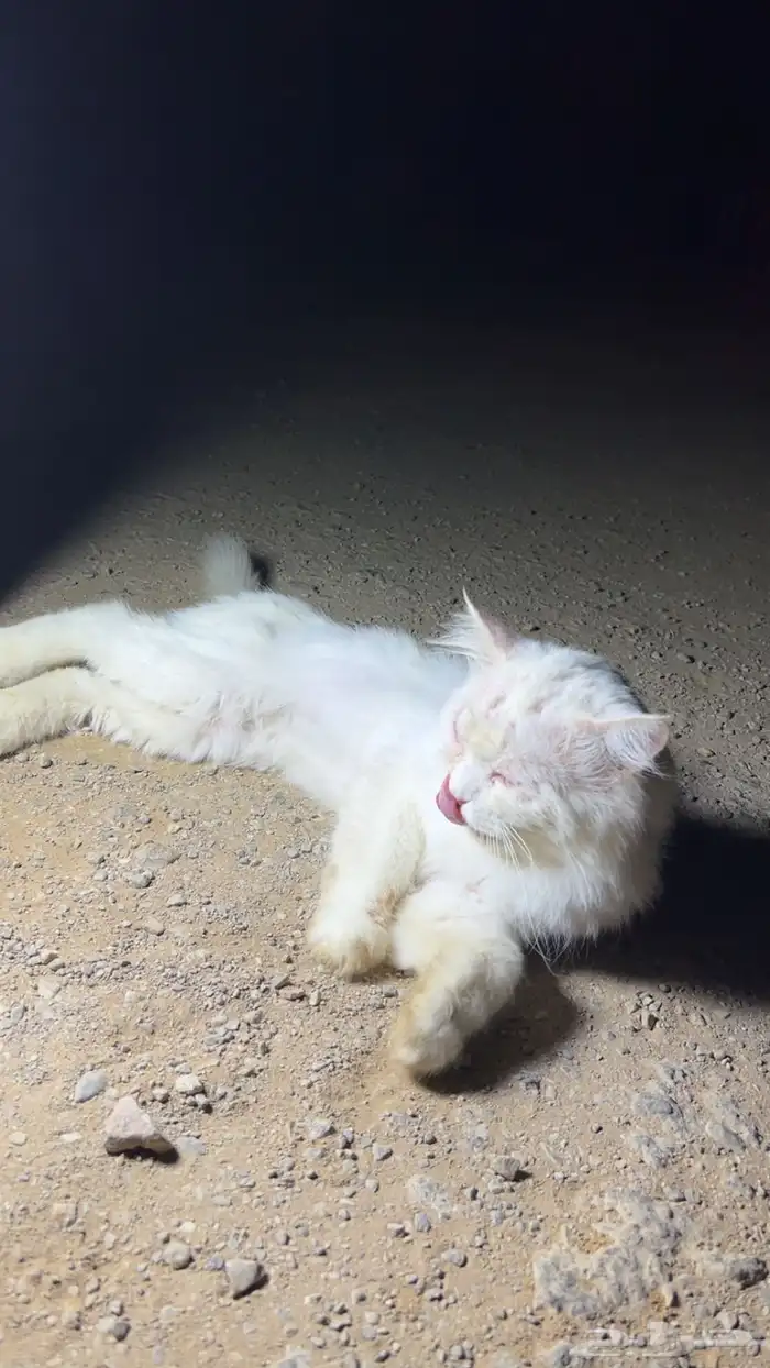 قطو للتبني 0