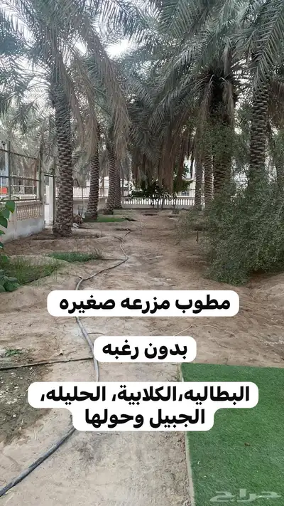 مطلوب مزرعه للايجار بالاحساء 0