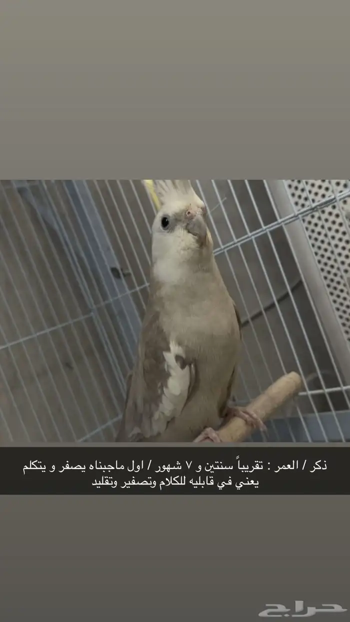 طيور الكروان ( كوكتيل ) 3