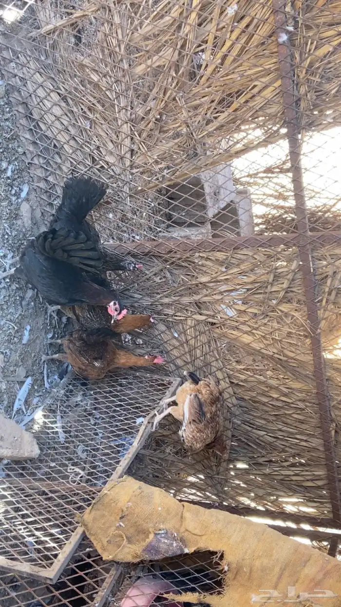 دجاج بياض بلدي للبيع. على السوم 300  بيع 350  جمله 2