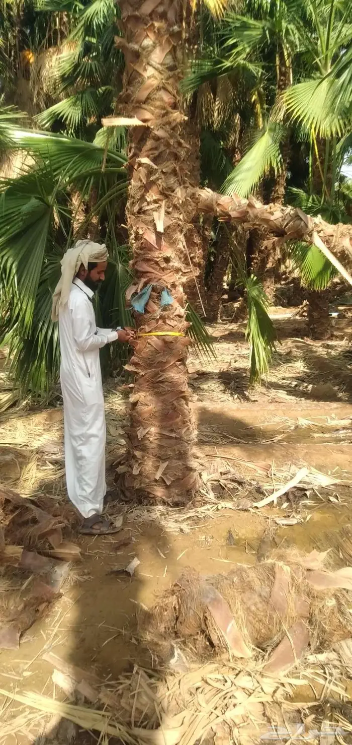نخل واشنطني 7