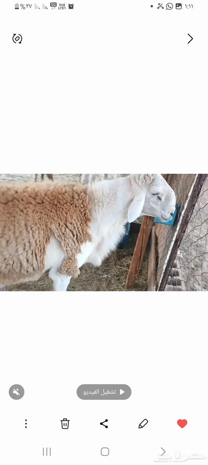 خروف صنف رباع من حلال عمر حنس الجعيد يقشع على شرط 3