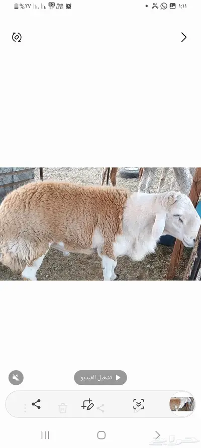 خروف صنف رباع من حلال عمر حنس الجعيد يقشع على شرط 2