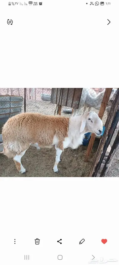 خروف صنف رباع من حلال عمر حنس الجعيد يقشع على شرط 0