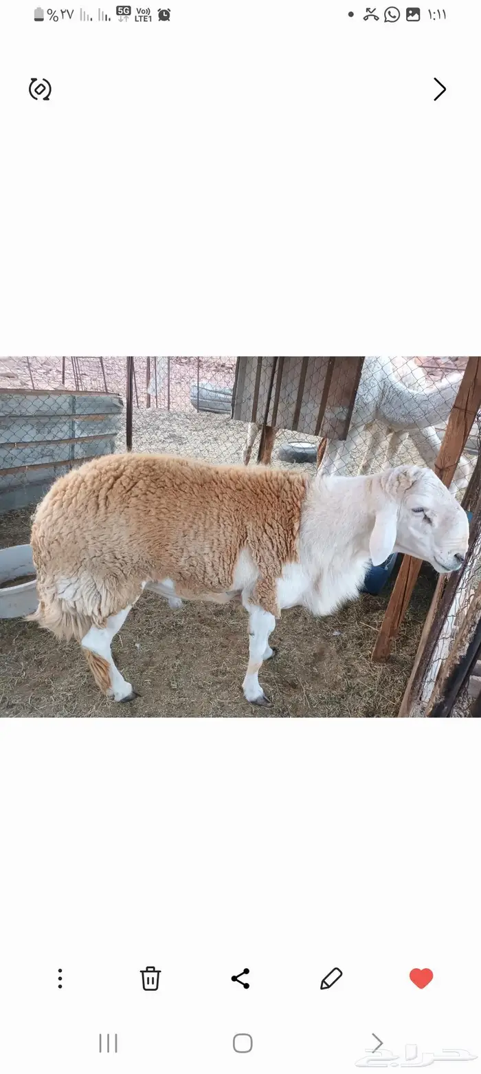 خروف صنف رباع من حلال عمر حنس الجعيد يقشع على شرط 1