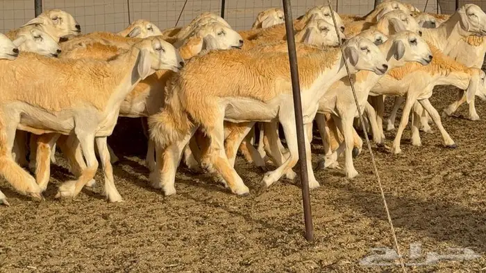 رخال صنف الصنف 25 راس 3