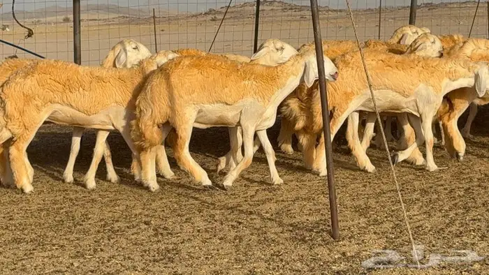 رخال صنف الصنف 25 راس 28