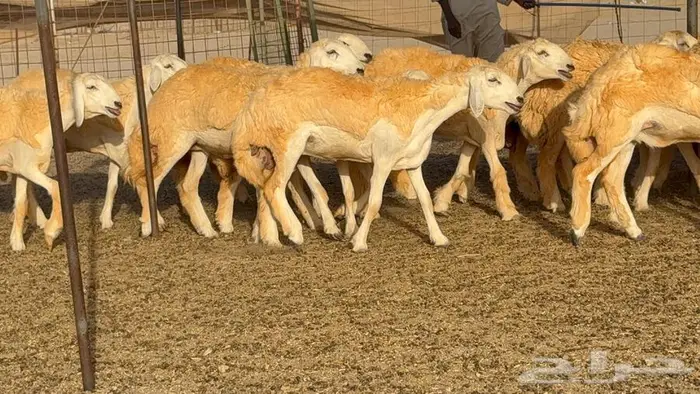 رخال صنف الصنف 25 راس 26