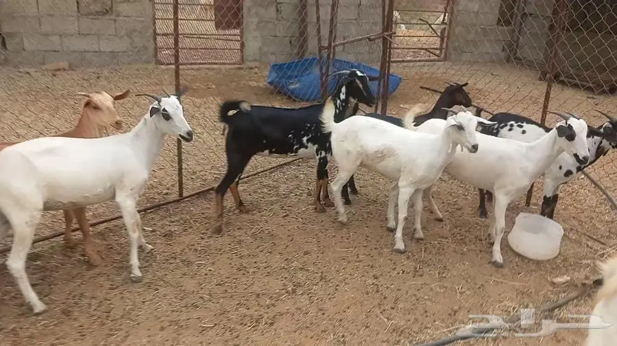 معزا صغار سن مراح واحد 3